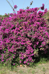 Bloemen